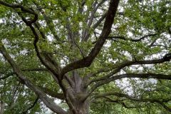 Treffen-der-Steuerungsgruppe-Fusion-August-2025-03