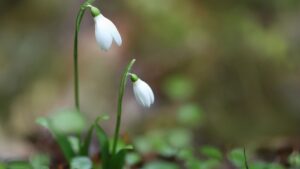 Mehr über den Artikel erfahren Jahreslosung 2026: Gott spricht: „Siehe, ich mache alles neu!“ (Offenbarung 21,5)